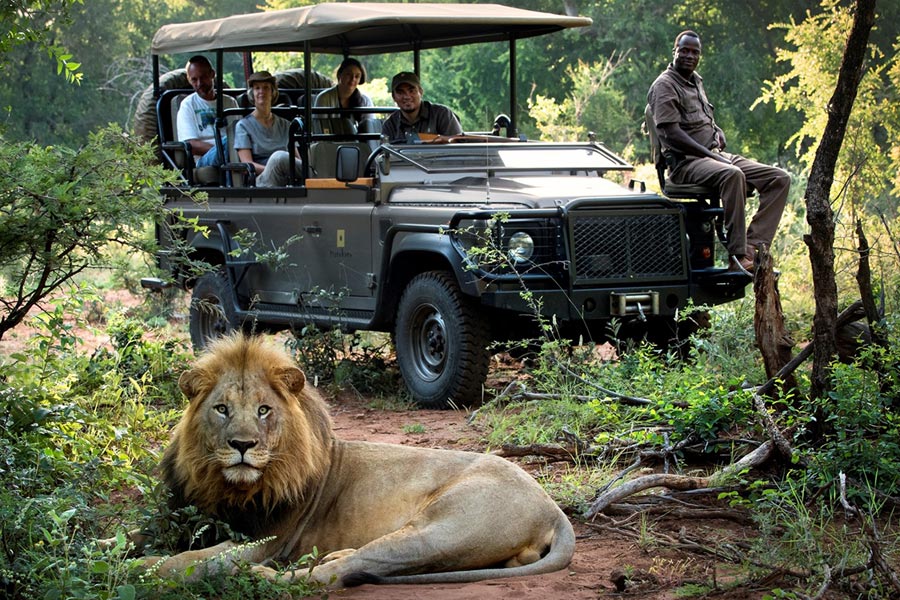 Safari Tours